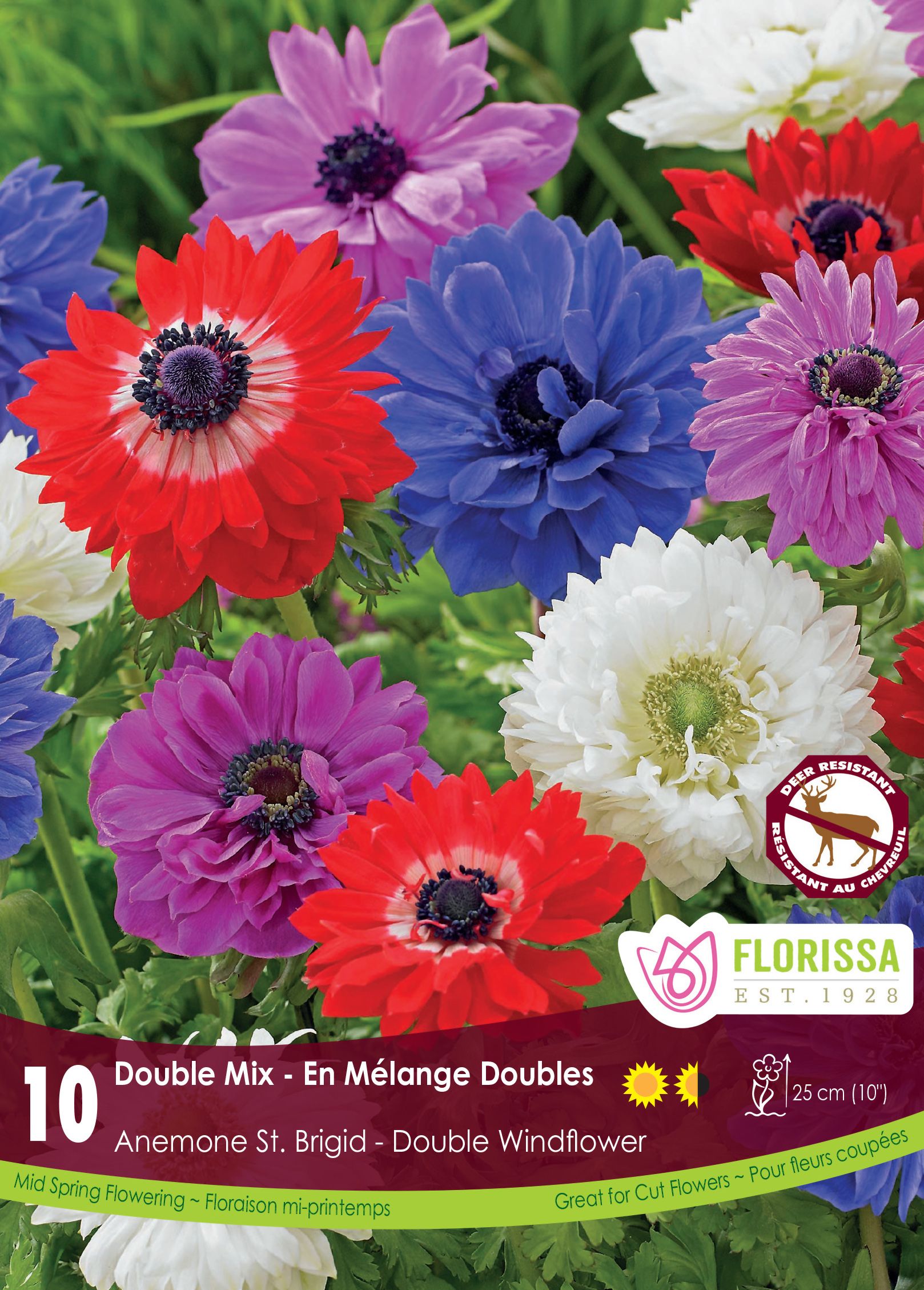 Anémone St. Brigid Mix (<em>Anemone coronaria</em> St. Brigid Mix)