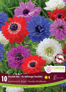 Anémone St. Brigid Mix (<em>Anemone coronaria</em> St. Brigid Mix)
