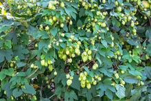 Humulus upulus
