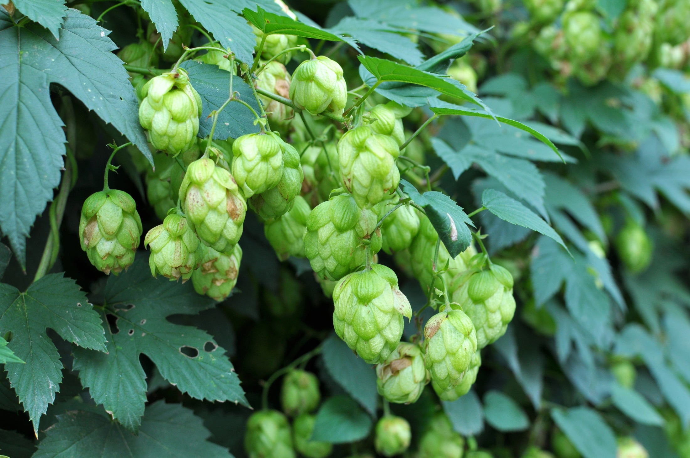 Humulus lupulus 'Mt. Hood'