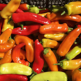 Organic 'Hungarian Hot Wax' Pepper Seeds by Gaia, product image prepared for Canadian gardeners.