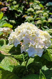 Hydrangea macrophylla 'Blushing Bride'