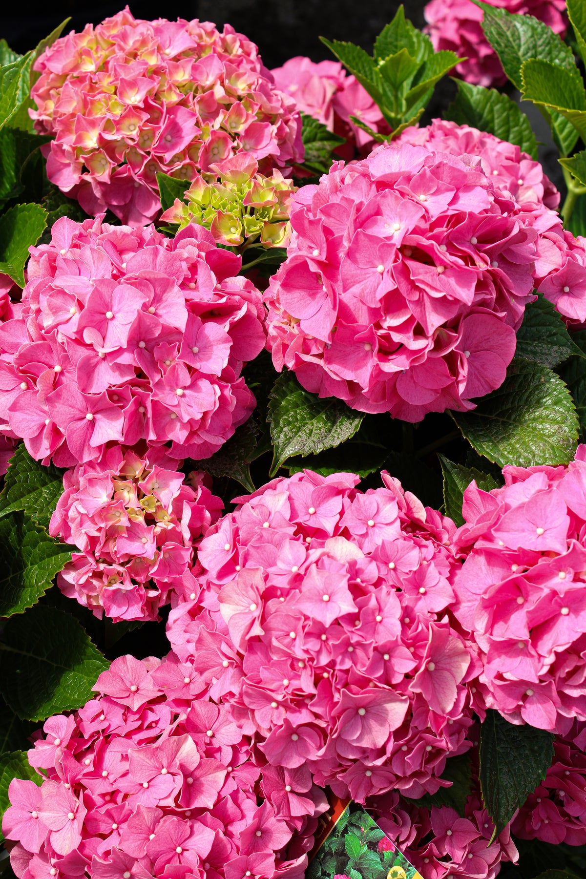 Hydrangea macrophylla 'Forever Pink'