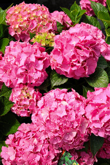 Hydrangea macrophylla 'Forever Pink'