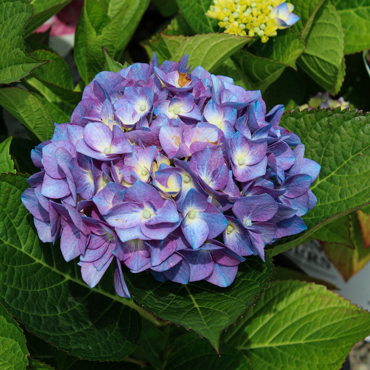 Hydrangea macrophylla 'Let's Dance Blue Jangles'