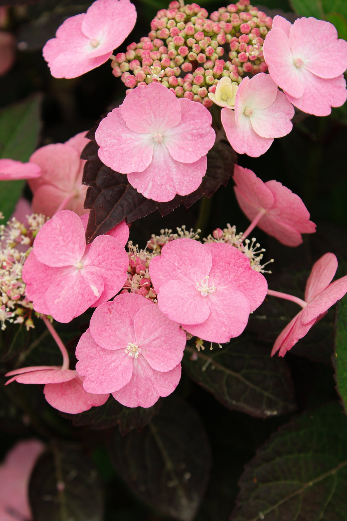 Hydrangea serrata 'Pink Dynamo'