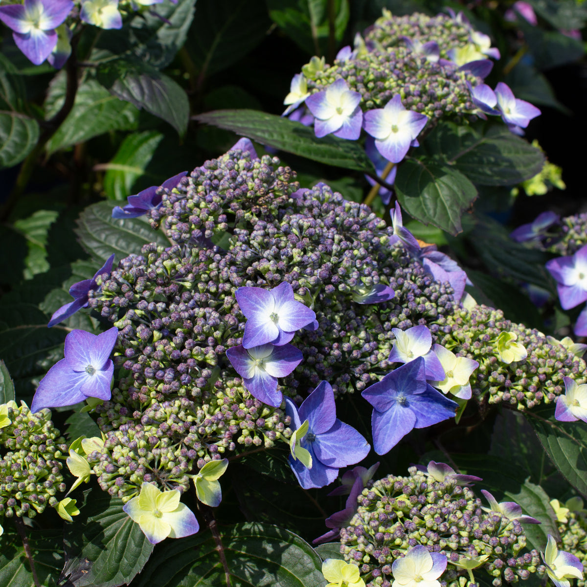 Hydrangea macrophylla 'Pop Star'