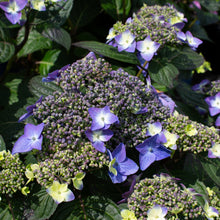 Hydrangea macrophylla 'Pop Star'