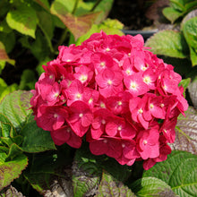 Hydrangea macrophylla 'Summer Crush'