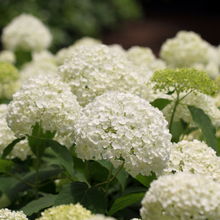Hortensia 'Annabelle' – Hydrangea arborescens 'Annabelle'