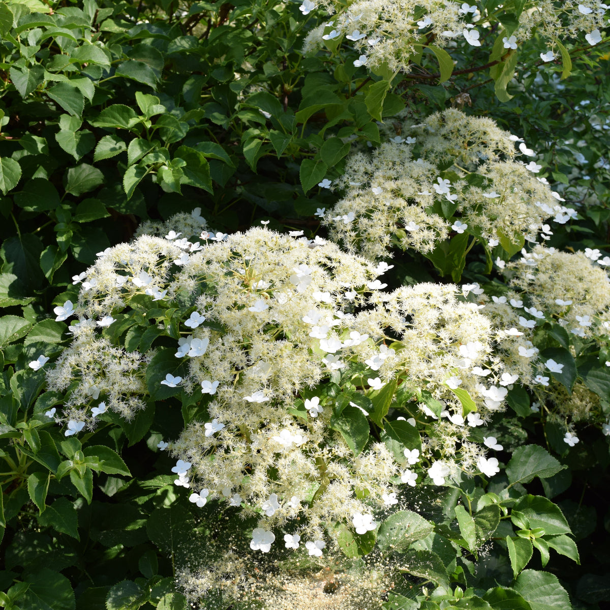 Hydrangea anomala subsp. petiolaris