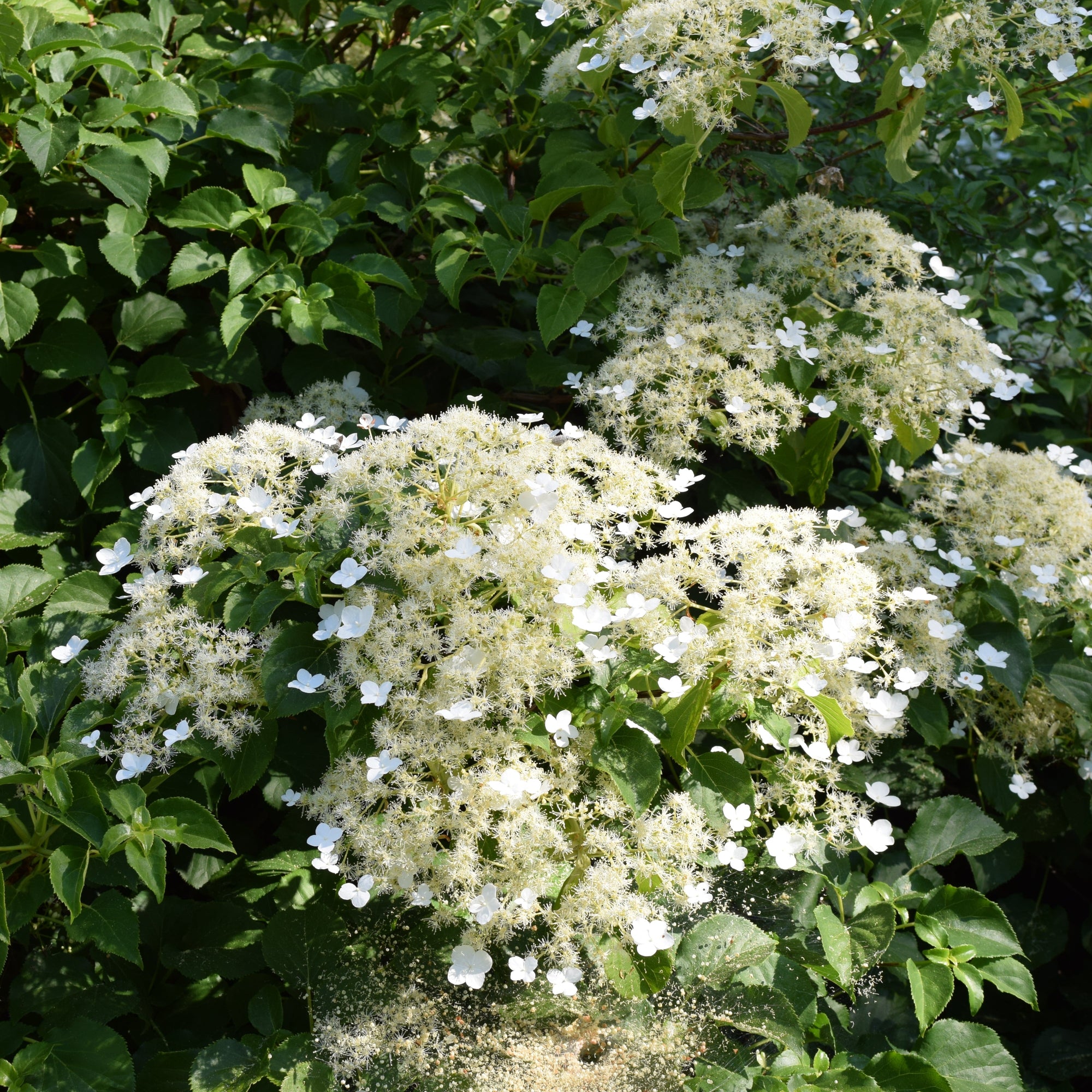 Hydrangea anomala subsp. petiolaris