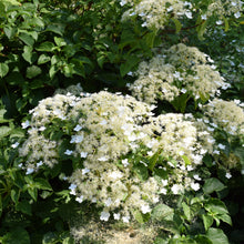 Hydrangea anomala subsp. petiolaris