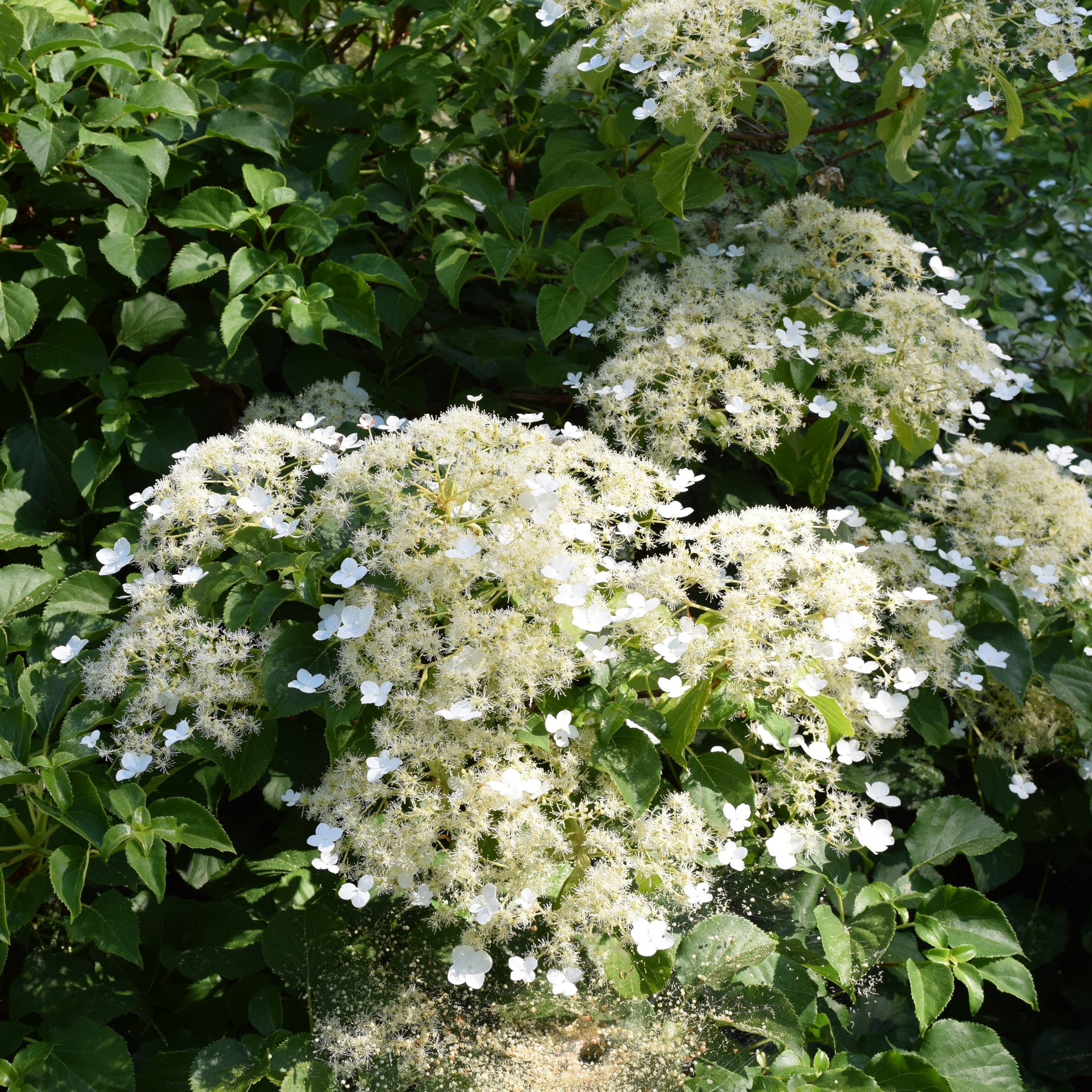 Hydrangea anomala subsp. petiolaris