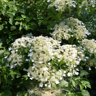 Hortensia grimpant (Hydrangea anomala subsp. petiolaris)