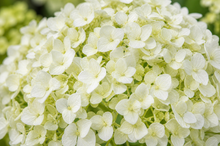 Hortensia 'Annabelle' – Hydrangea arborescens 'Annabelle'
