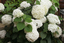 Hydrangea arborescens 'Flowerfull'