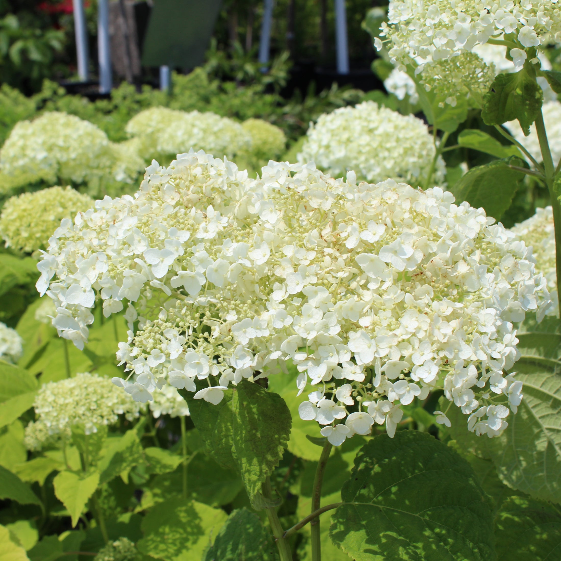 Hydrangea arborescens 'Incrediball'