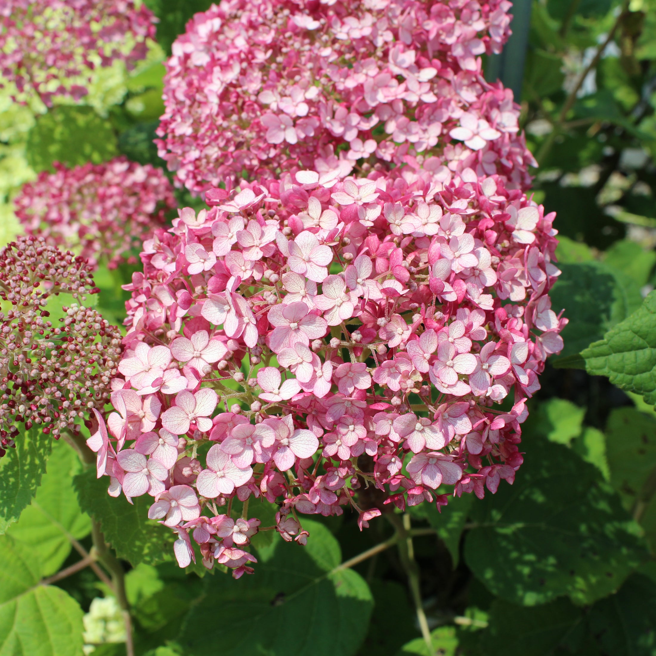 Hydrangea arborescens 'Incrediball Blush'