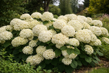 Hydrangea arborescens ‘Incrediball Storm Proof’