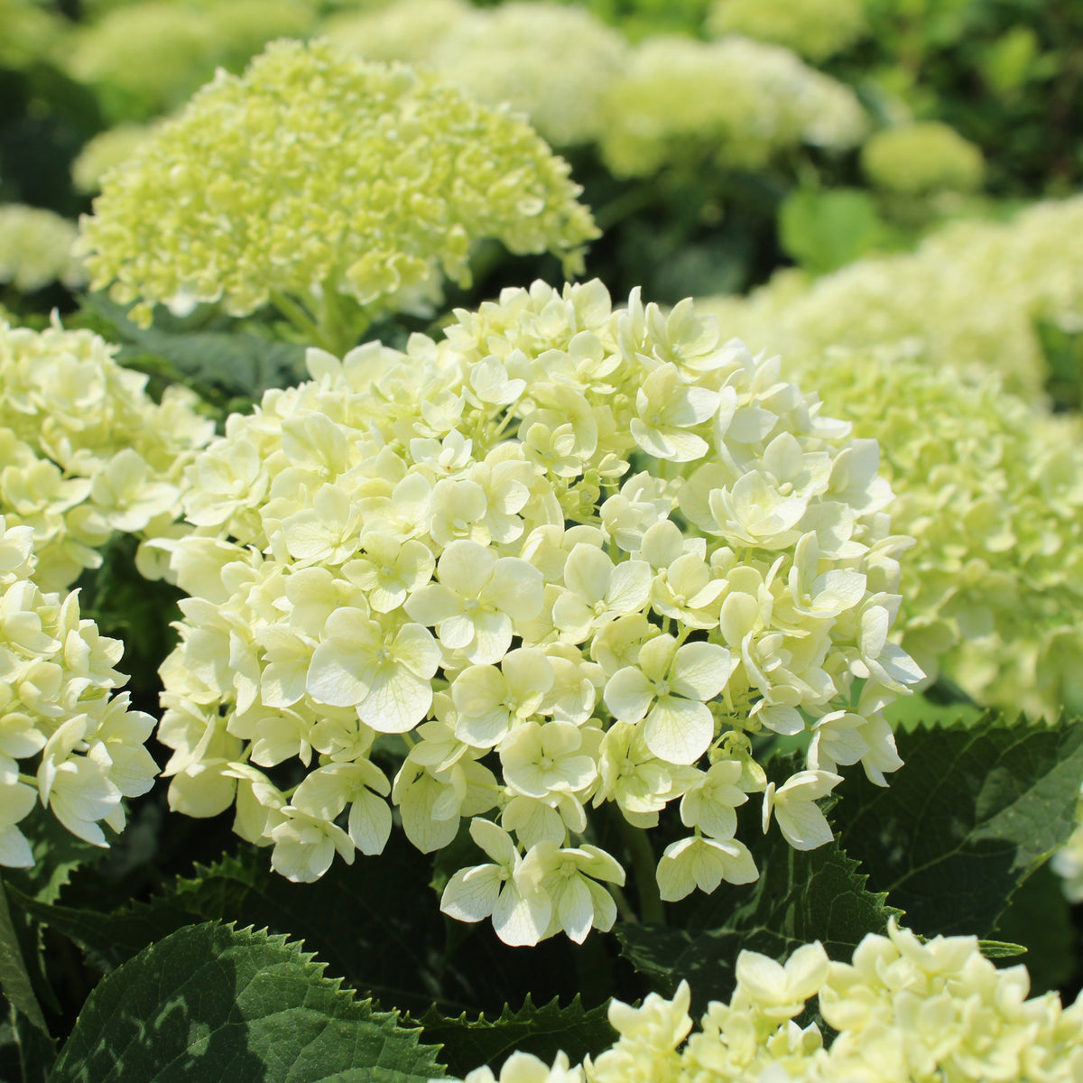 Hydrangea arborescens 'Invincibelle Limetta'