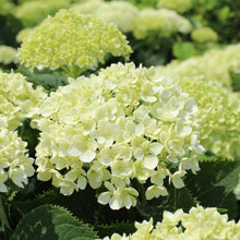 Hydrangea arborescens 'Invincibelle Limetta'