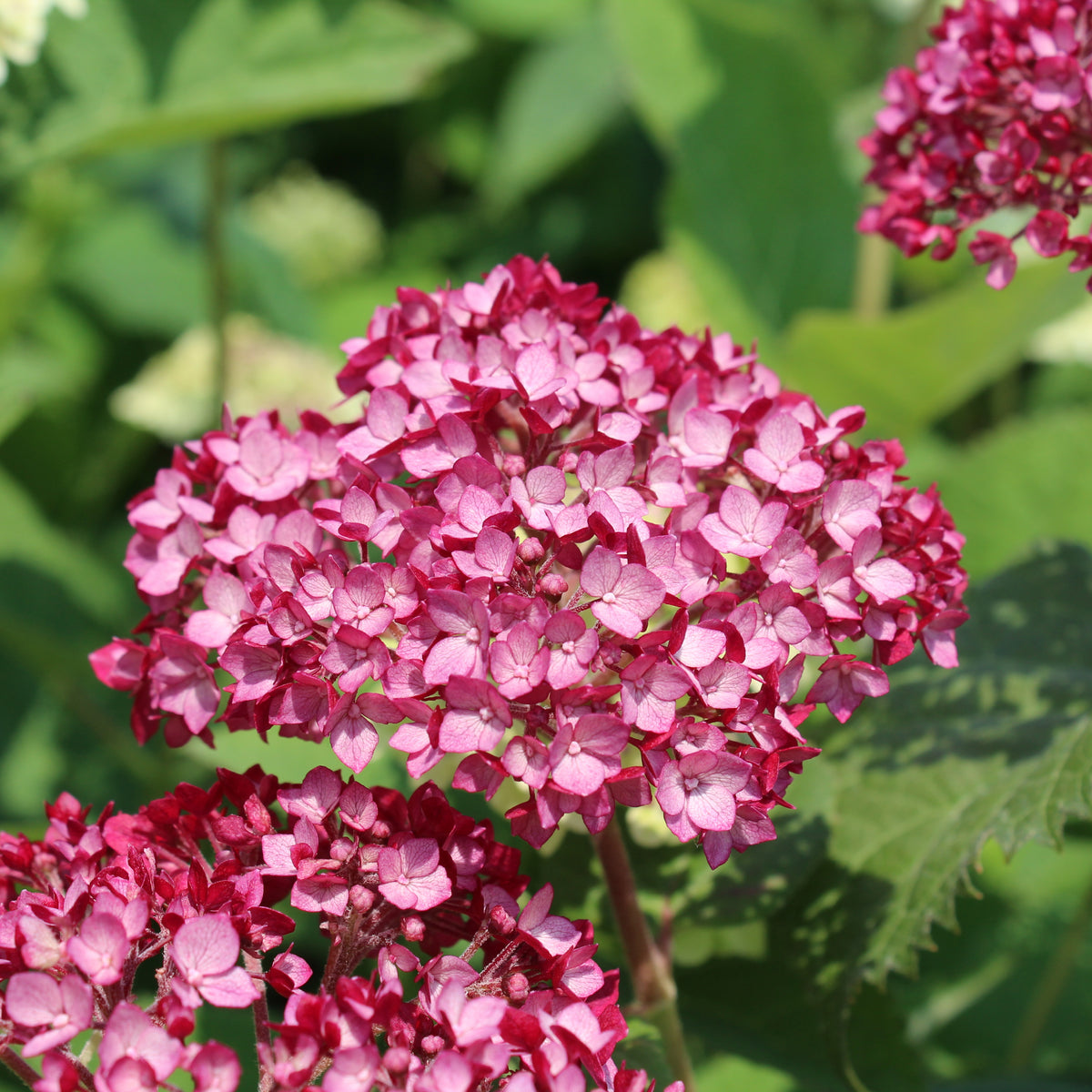 Hydrangea arborescens 'Invincibelle Mini Mauvette'