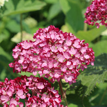 Hydrangea arborescens 'Invincibelle Mini Mauvette'