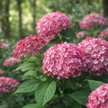 Hydrangea arborescens 'Invincibelle Ruby'