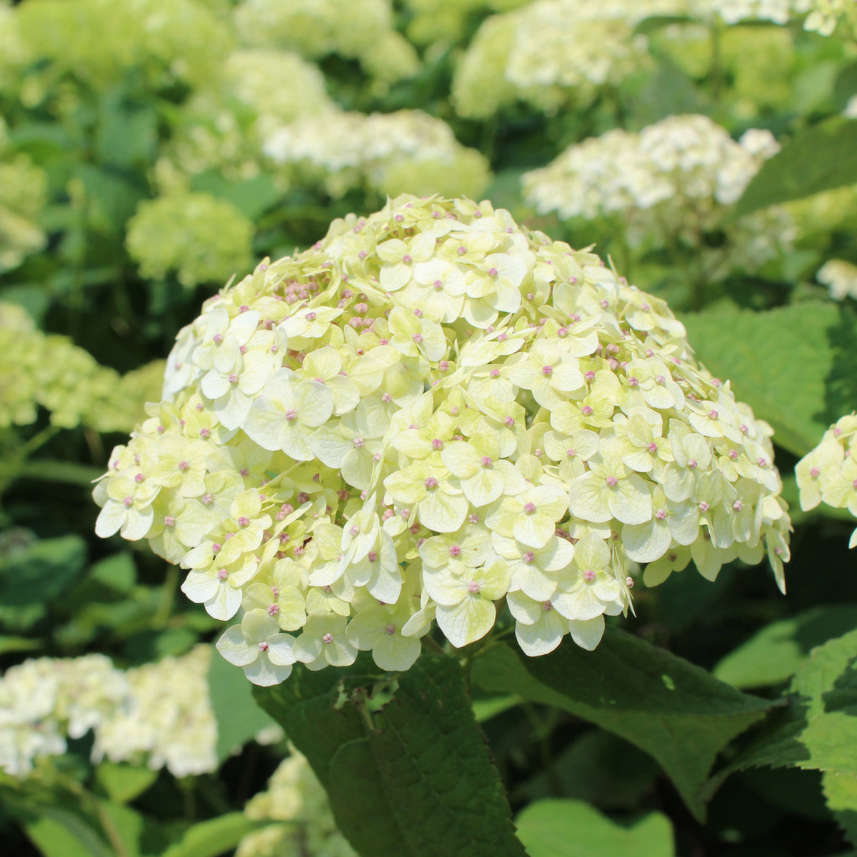 Hydrangea arborescens 'Invincibelle Sublime'