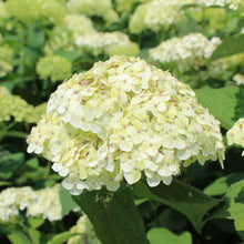 Hydrangea arborescens 'Invincibelle Sublime'