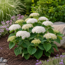 Hydrangea arborescens 'Invincibelle Wee White'