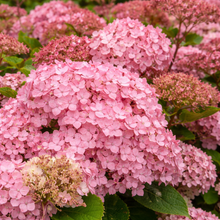 Hydrangea arborescens 'Pinkerella'