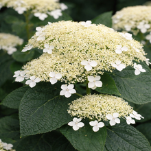 Hydrangea arborescens 'White Dome'