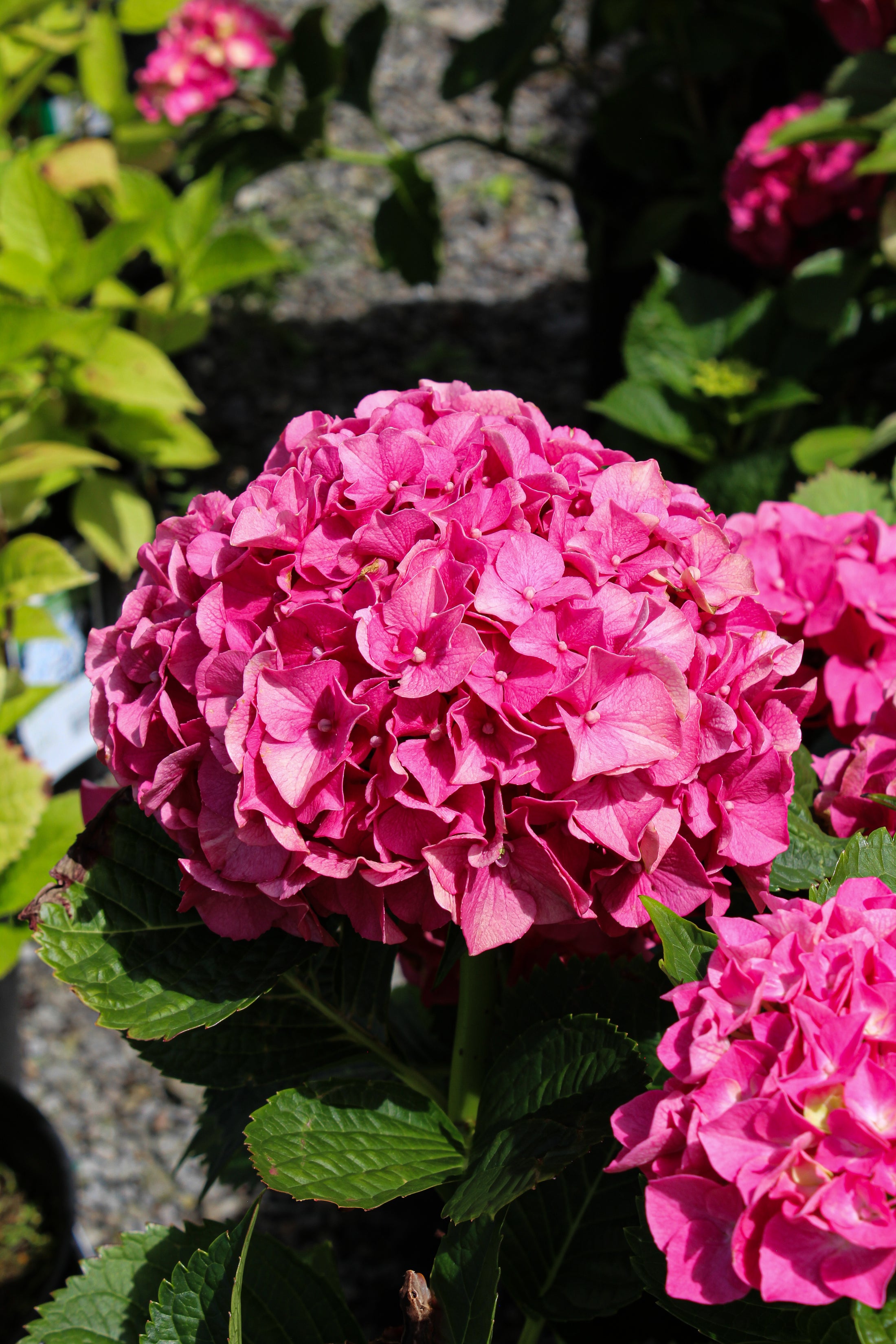 Hydrangea macrophylla 'Masja'