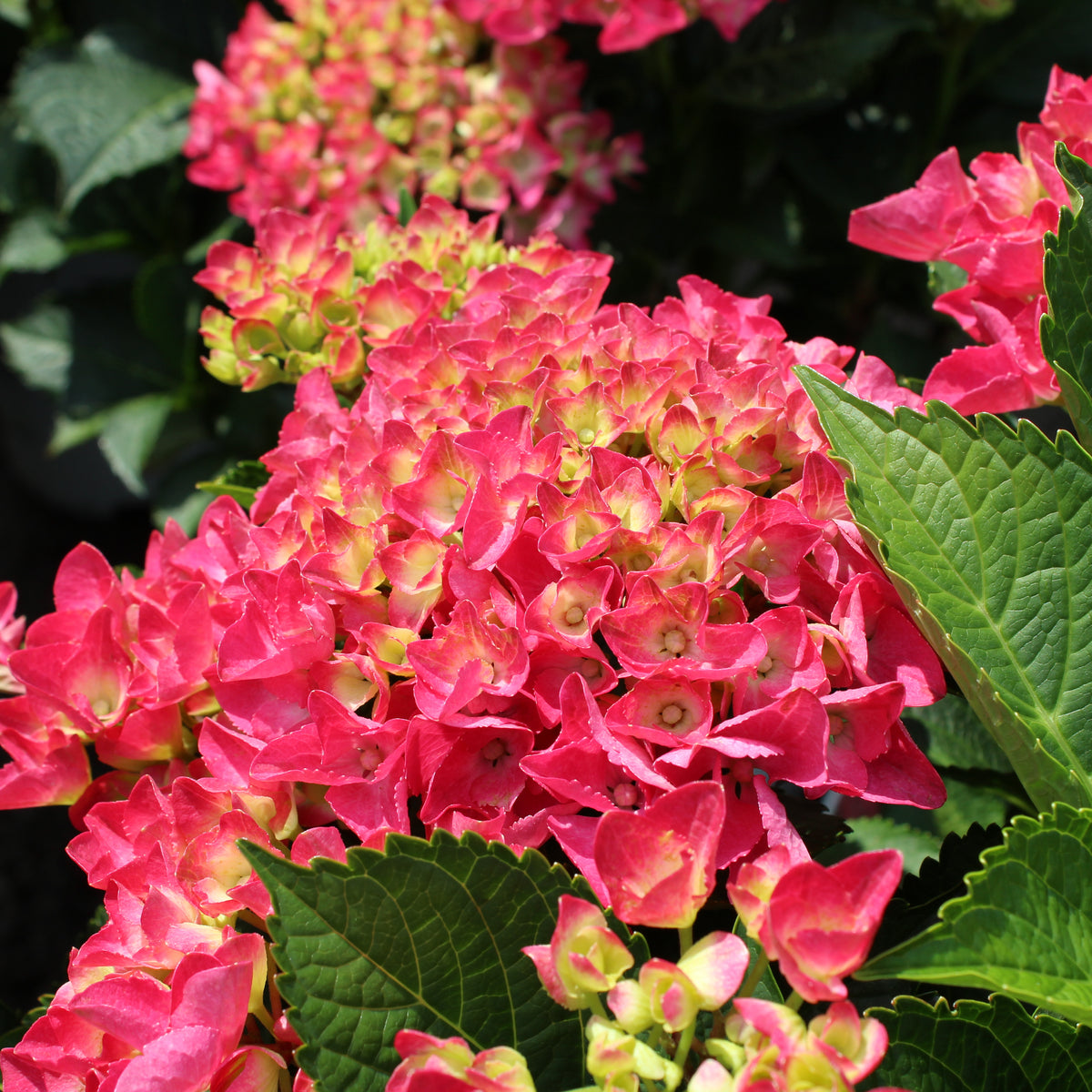 Hydrangea macrophylla 'Cityline Paris'