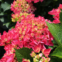 Hydrangea macrophylla 'Cityline Paris'