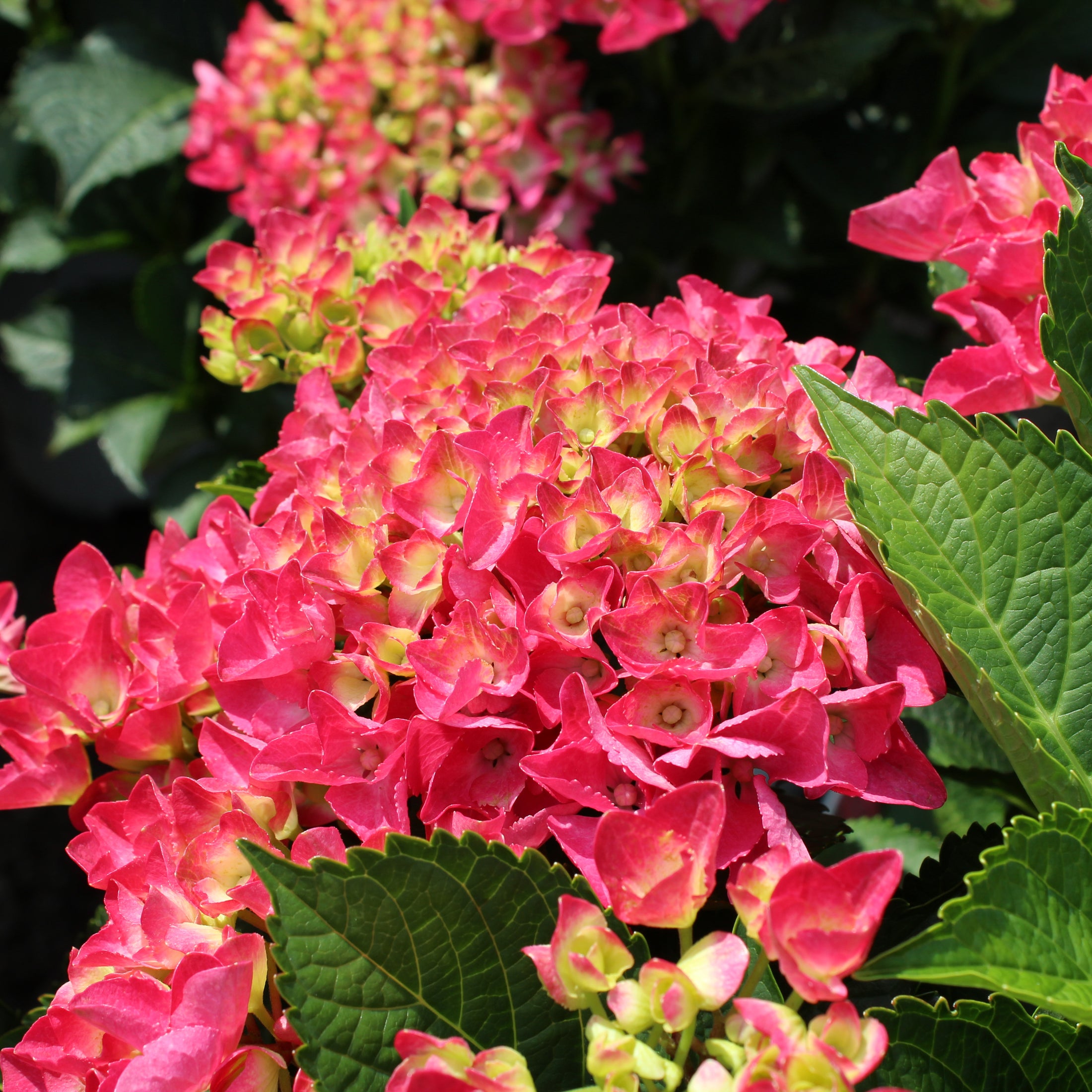 Hydrangea macrophylla 'Cityline Paris'