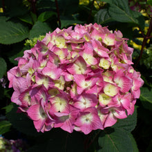 Hydrangea macrophylla 'Bloomstruck'