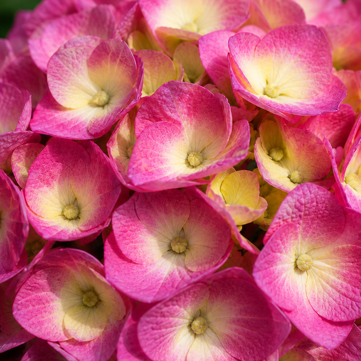 Hydrangea macrophylla 'Bloomstruck'