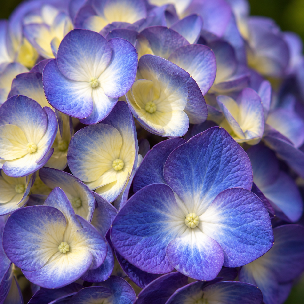 Hydrangea macrophylla 'Bloomstruck'