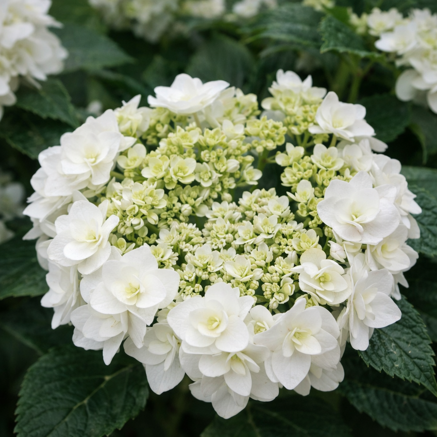 Hydrangea macrophylla 'Dancing Diva Wedding Gown'