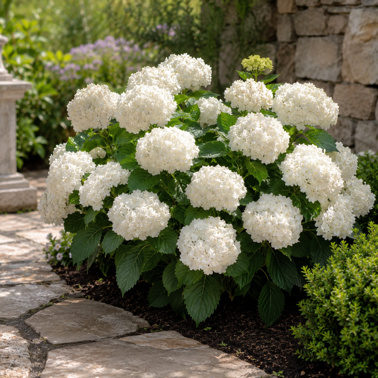 Hydrangea macrophylla 'Dream Cloud'