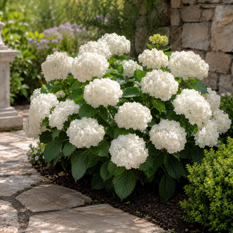 Un arbuste arrondi présente de nombreux bouquets blancs en boule au-dessus de feuilles vertes dentées. Il pousse près d’un dallage pâle et d’un mur de pierre dans une bordure. Le cadrage réunit les contours, les couleurs et les textures visibles. Les zones claires contrastent avec les ombres plus profondes. Des formes voisines se superposent par endroits et permettent de suivre la composition du sujet représenté dans cette image.