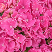 Hydrangea macrophylla ‘Early Pink’