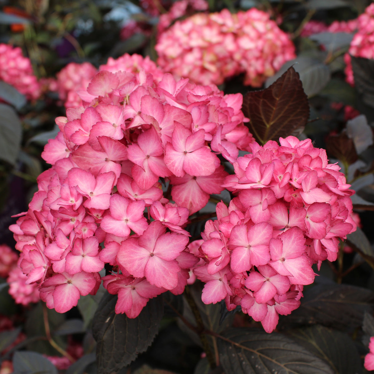 Hydrangea macrophylla 'Eclipse'