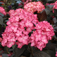 Hydrangea macrophylla 'Eclipse'
