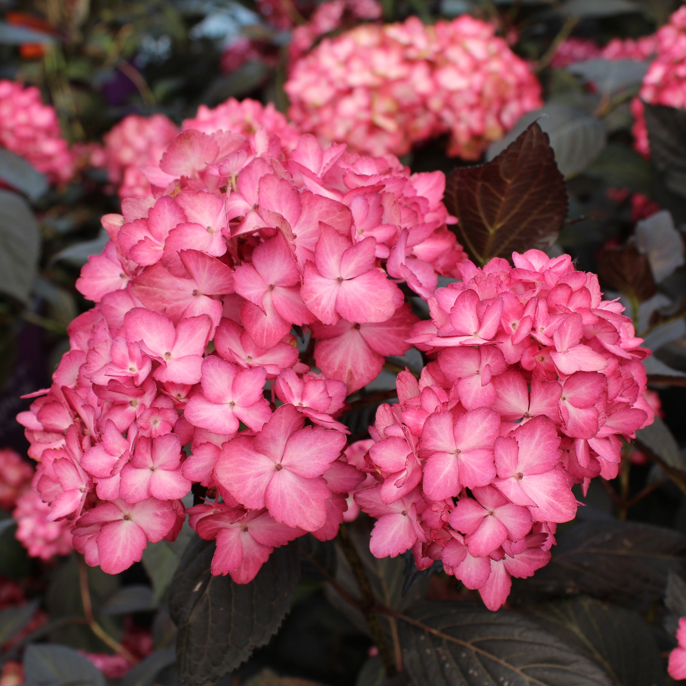 Hydrangea macrophylla 'Eclipse'