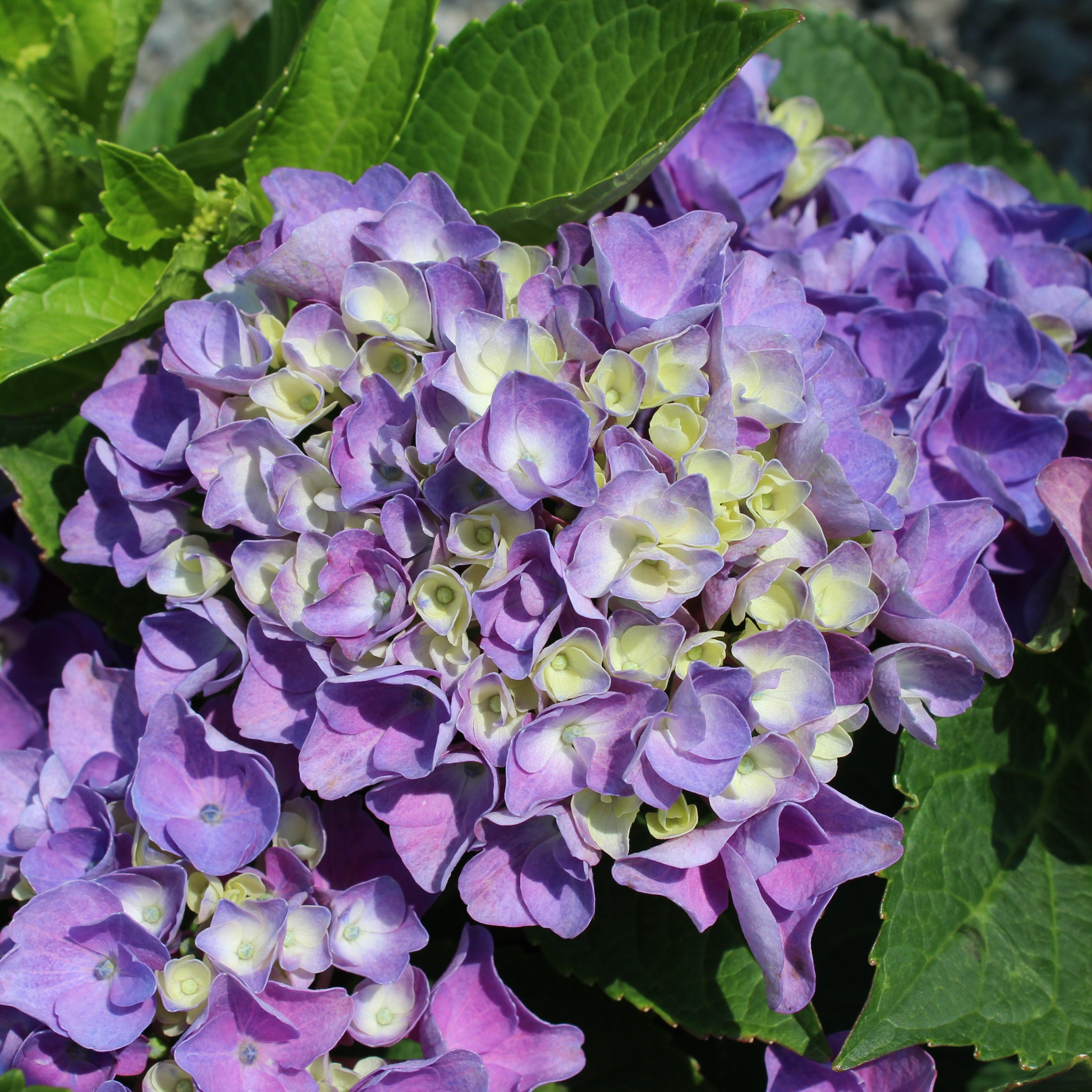 Hydrangea macrophylla 'Elizabeth Ashley'