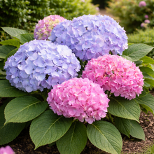 Hydrangea macrophylla 'Endless Summer'